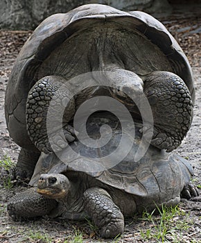 Two Mating Tortoises