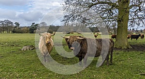 Two matriarch  Highland cows stand their ground in a field near Market Harborough  UK