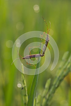 Two matting paddy bug on rice grain