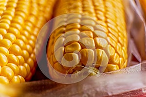 Two mature corn cob on the farmers market macro