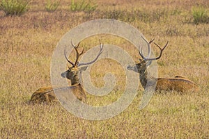 Two Mature Male Barasingha Deer Resting