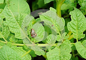 Two mature and one young colorado bug on the potato
