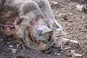 Two mature pigs on the farm