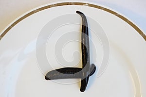two medical leeches Hirudo medicinalis on a white plate.