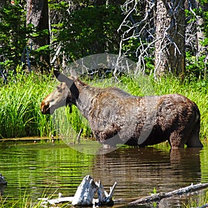 Two Medicine Lake area photo