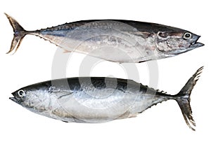 Two Mediterranean horse mackerel.Trachurus mediterraneus