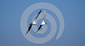 two Mediterranean seagulls fly showing spectacular maneuvers