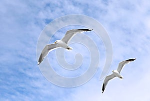 Two mediterranean white seagulls flying