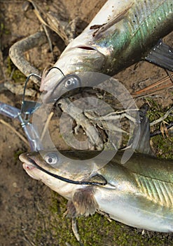 Two medium sized catfish on a stringer