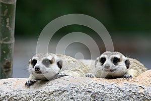 Two meercat looking photo