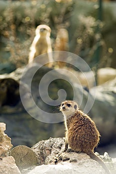 Two meercats