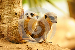 Two meercats sitting near the tree