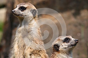 Two meerkat