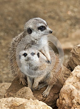 Two Meerkat