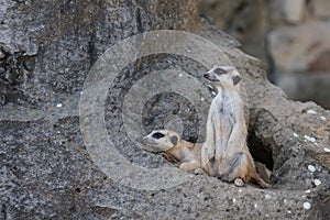 Two Meerkat on rock before the lair