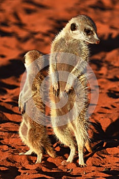 Two meerkat suricata suricatta enjoy the evening light in the Namibian Desert.