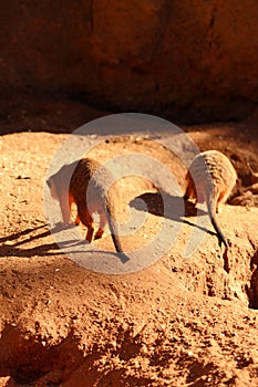 Two Meerkat Tails