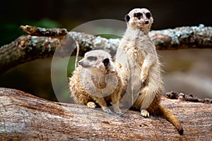 Two Meerkats