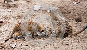 Two meerkats