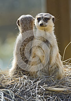 Two Meerkats Back to Back