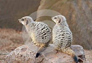 Two Meerkats on Guard duty