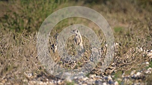 Two Meerkats looking around