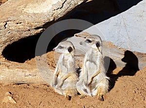 Two meerkats looking in same direction