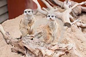 Two meerkats looking in the same direction, Riga Zoo, Latvia
