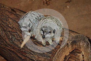 Two meerkats in Love