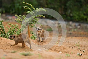 Two meerkats on a pile of sand with plants.