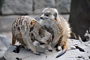 Two meerkats playing outside on a piece of wood