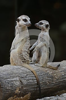 Two meerkats resting on the weathered wood.