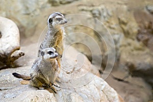 Two meerkats on a rock