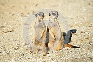 Two meerkats in the sandy desert sit up and beg