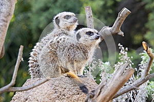 Two meerkats sitting on a rock