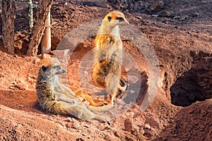 Two meerkats stand guard