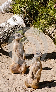 Two meerkats standing on guard