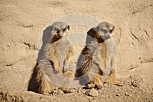 Two meerkats sunbathing while leaning against a rock