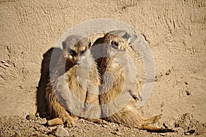 Two meerkats sunbathing while leaning against a rock