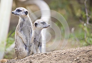 Two Meerkats (Suricata suricatta)