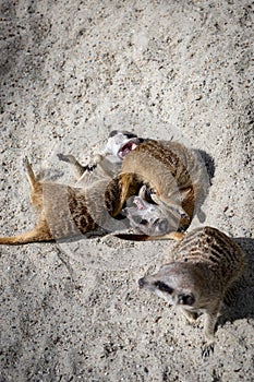 Two Meerkats Suricata suricatta Play Fighting  with Each Other