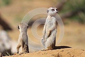 Two meerkats (Suricata suricatta) in the sand