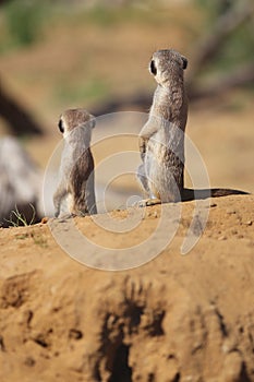 Two meerkats (Suricata suricatta) in the sand, rear view