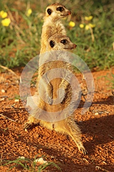 Two Meerkats Suricata suricatta Timon in Kalahari desert staying on red sand