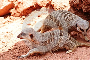 Two meerkats suricates emerges looking food photo