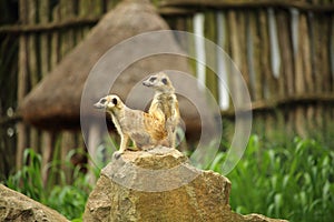 Two meerkats - suricates (Suricata suricatta) on a rock