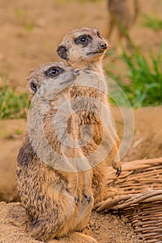 Two meerkats or suricats standing on sand