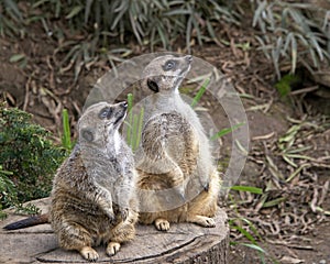 Two meerkats on a tree stump