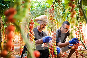 Two men agriculture farm workers cheking and collect harvest of cherry tomato in greenhouse