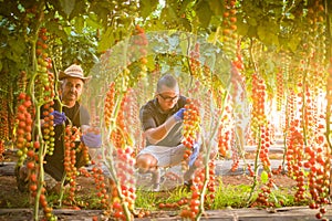 Two men agriculture workers cheking and collect harvest of cherry tomato in greenhouse